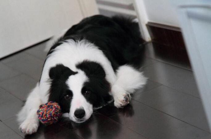 给所有养边牧的人10大忠告（附：养边牧的人都后悔了吗）