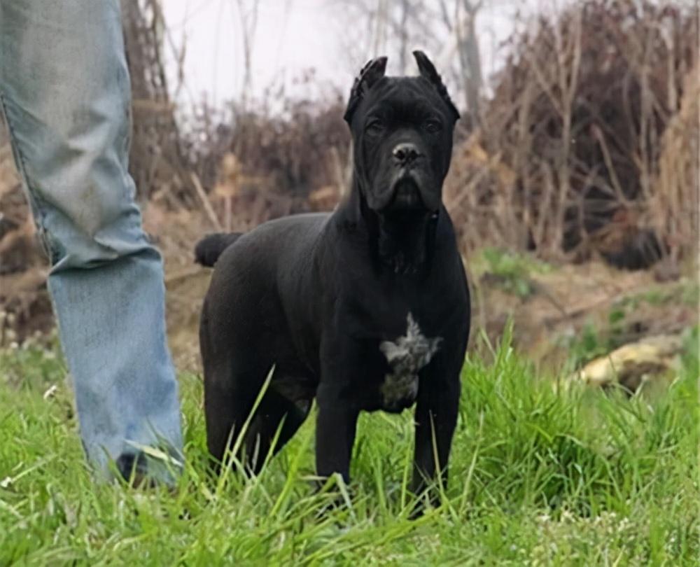 卡斯罗犬好养吗(详解:不养卡斯罗犬的7大原因)