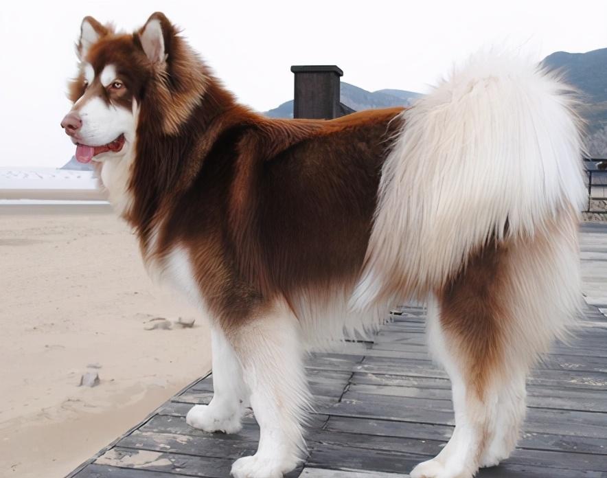 训练阿拉斯加犬详细教程(怎么训练阿拉斯加犬)