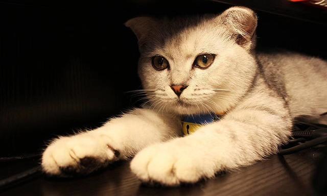 猫三联预防哪些病(猫三联预防哪些病毒)