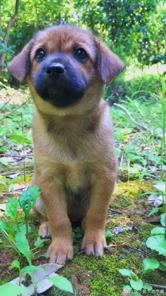 中华田园犬与土狗的区别