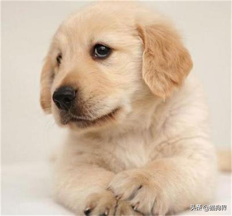 怎样才能训练好金毛狗狗（带你了解训练金毛犬的小诀窍）