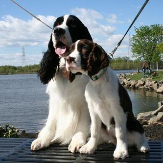 宠物犬排名及图片大全（宠物犬种类大全及名称）