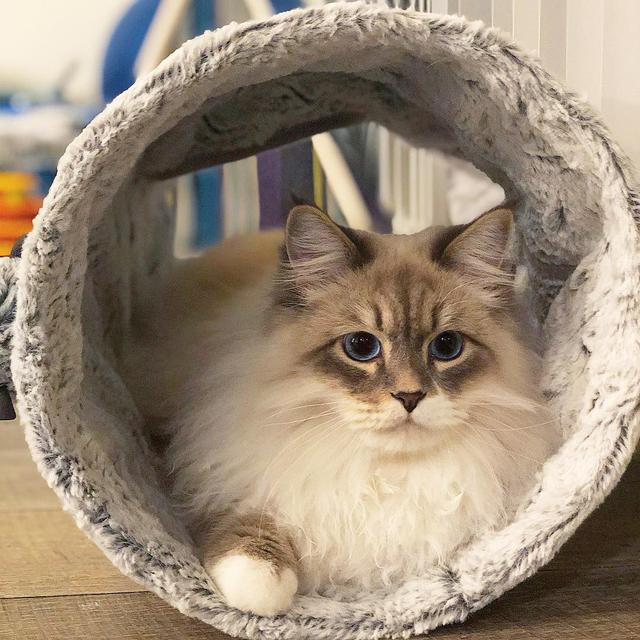 得猫瘟的猫拉什么便便颜色