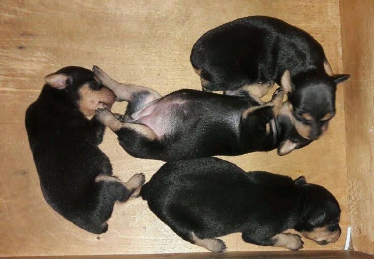 迷你杜宾犬性格如何（带你解读家养首选迷你杜宾犬）