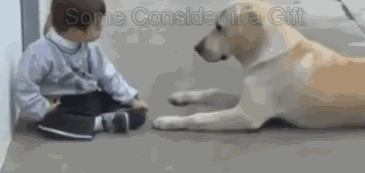 盘点九大新手好养的狗狗(适合家养的狗狗排名)