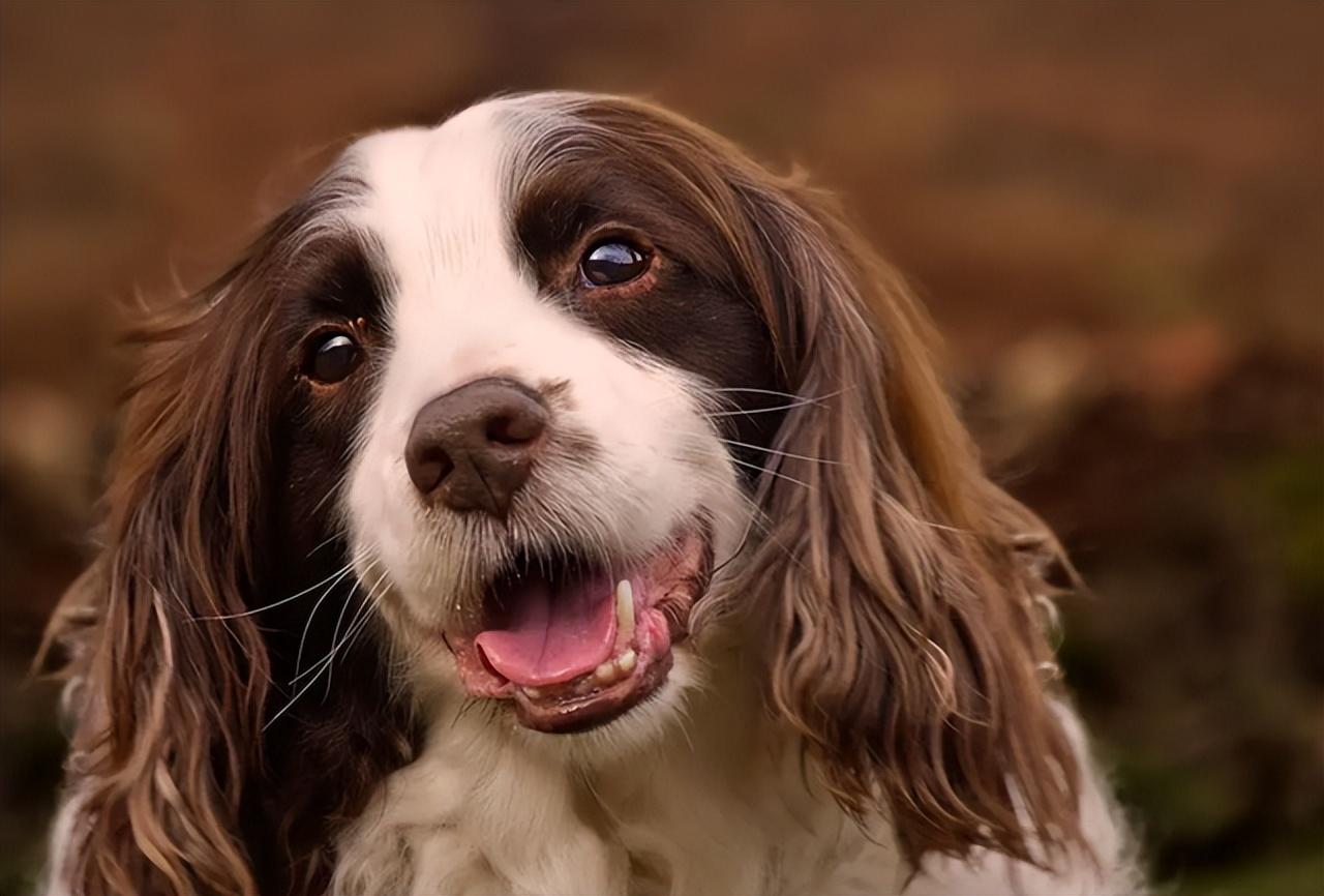 史宾格犬适合家养吗（建议你养史宾格犬的5大原因）