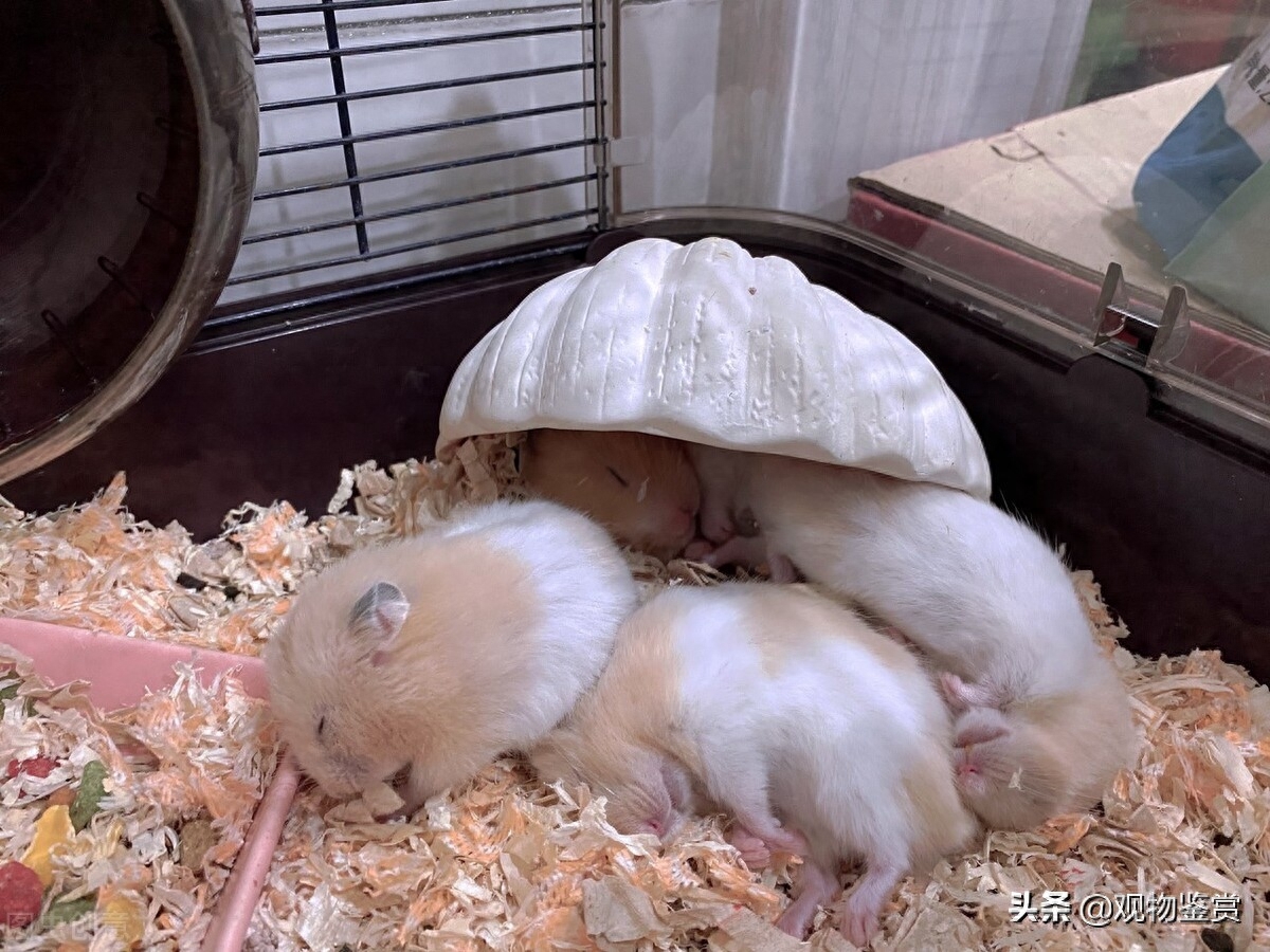 仓鼠湿尾症最简单的治法有哪些