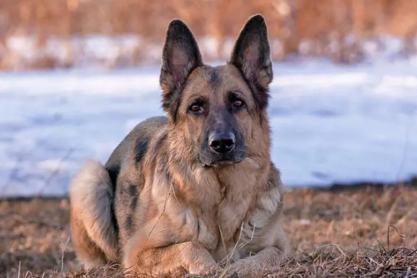 建议家养的大型犬清单(介绍1-10名温和而亲切的大型犬种)