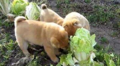 狗能吃草莓吗(20种狗狗能吃的食物超全合集)