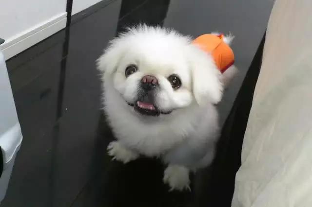 中国十大名犬排名（宠物狗的品种有哪些）