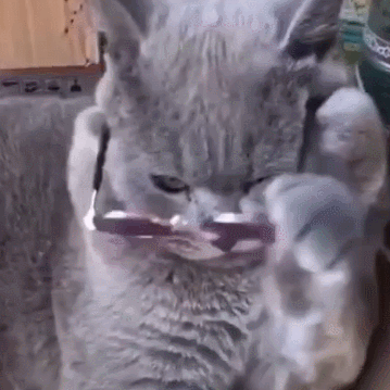 建议养英短的六个原因（英国短毛猫好养吗）