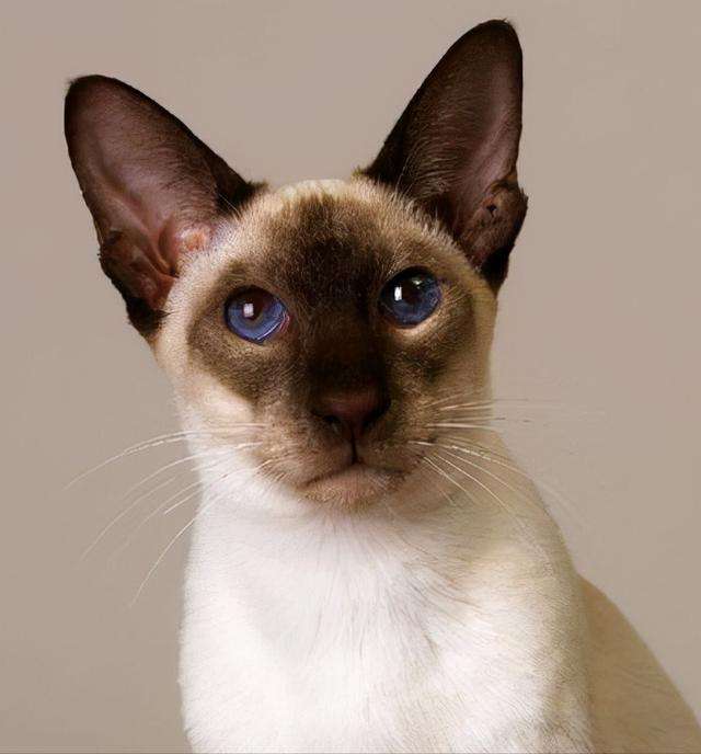 猫咪鉴赏（十四）陪伴在我们身边的小精灵——泰国暹罗猫