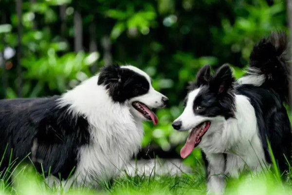 详细讲解养边牧的利弊（满足不了边牧的需求它会怎么做）