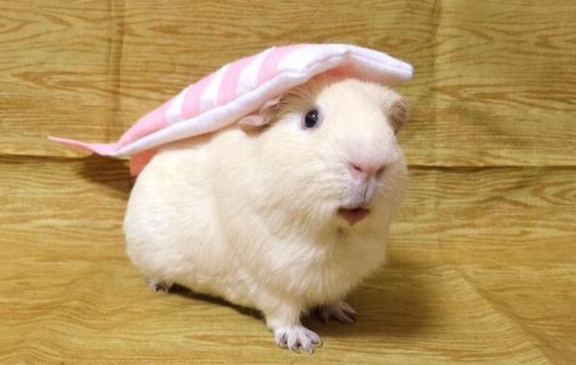 荷兰猪性格怎么样