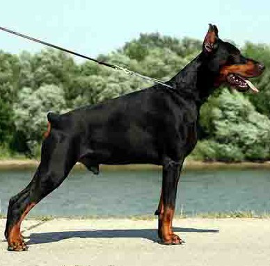 宠物犬排名及图片大全（宠物犬种类大全及名称）