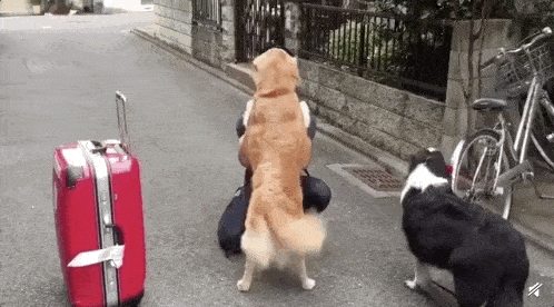 告诉你不养边牧的六个理由（为什么不喜欢养边牧）