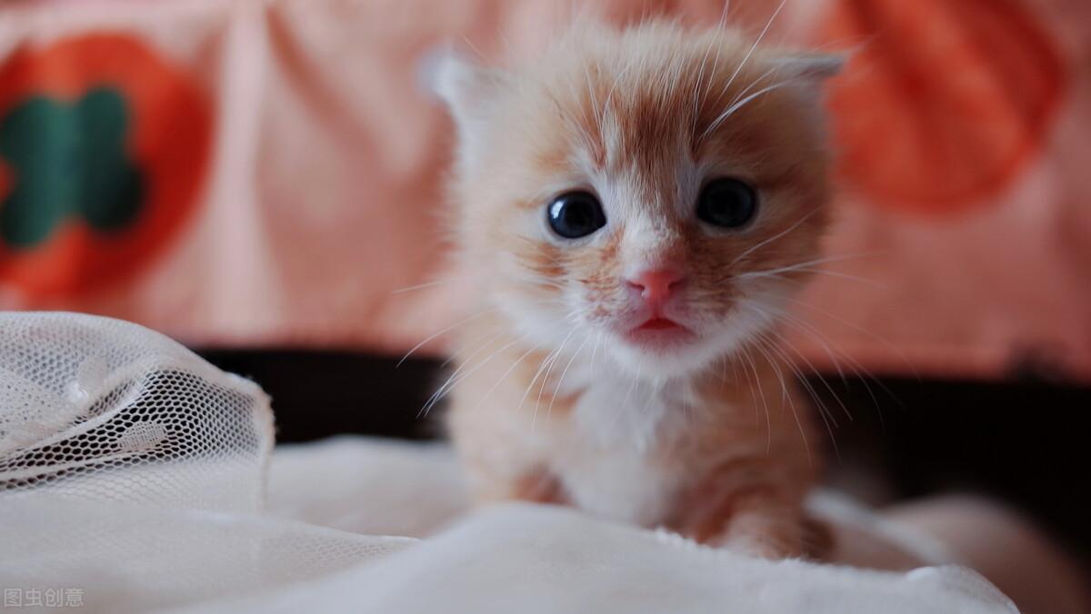 猫瘟到什么程度就治不了了(猫温病治疗自救土方法)