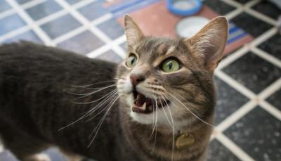 猫咪一直叫是什么原因（猫咪经常喵叫的原因）