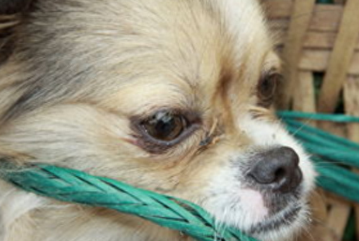 狗也会哭吗代表着什么（附：狗狗在4种情况下哭的原因）