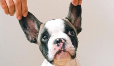 教狗狗不乱拉屎拉尿(狗狗室内乱排泄)