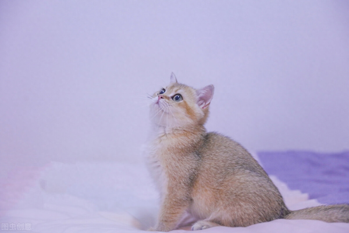 受人追捧的银渐层为何不建议养（附：千万别养银渐层）