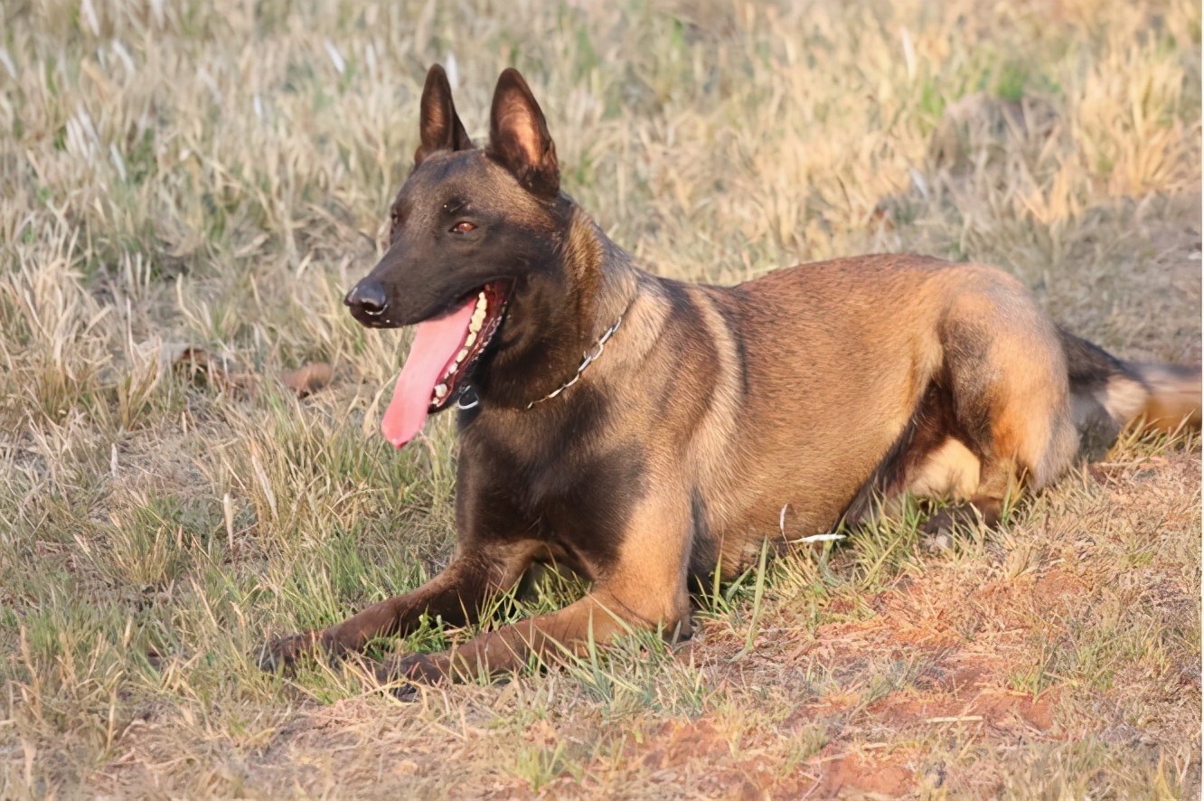 赛级马犬多少RMB一只