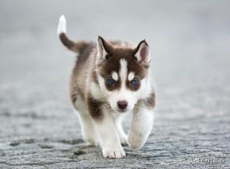 阿拉斯加与”拆家专业户“哈士奇的区别