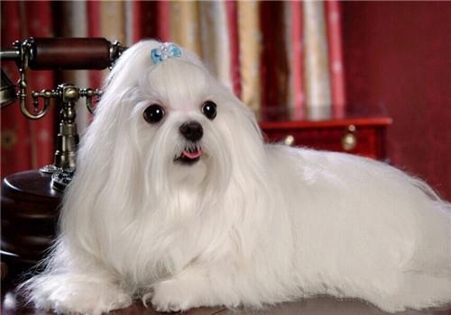 怎么养马尔济斯犬才好（详解：饲养马尔济斯的注意事项）