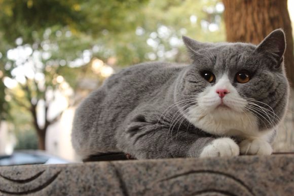 养公猫好呢还是养母猫好（详解：蓝猫母猫与公猫哪个更好养）