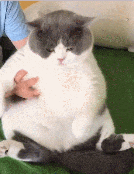 猫太胖影响哪方面（ 盘点猫咪过度肥胖的危害）