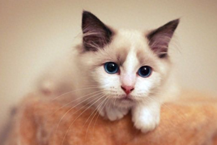 猫咪拉稀还发出噗噗的声音（附：猫拉稀可能性因素及相关的护理方法）