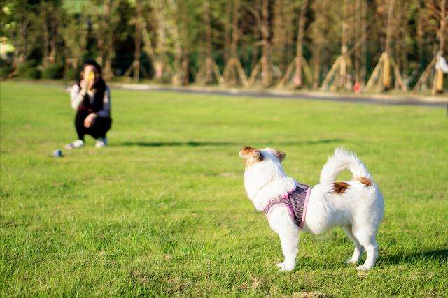 狗狗“拆家”屡教不改,别急着打,针对原因好解决