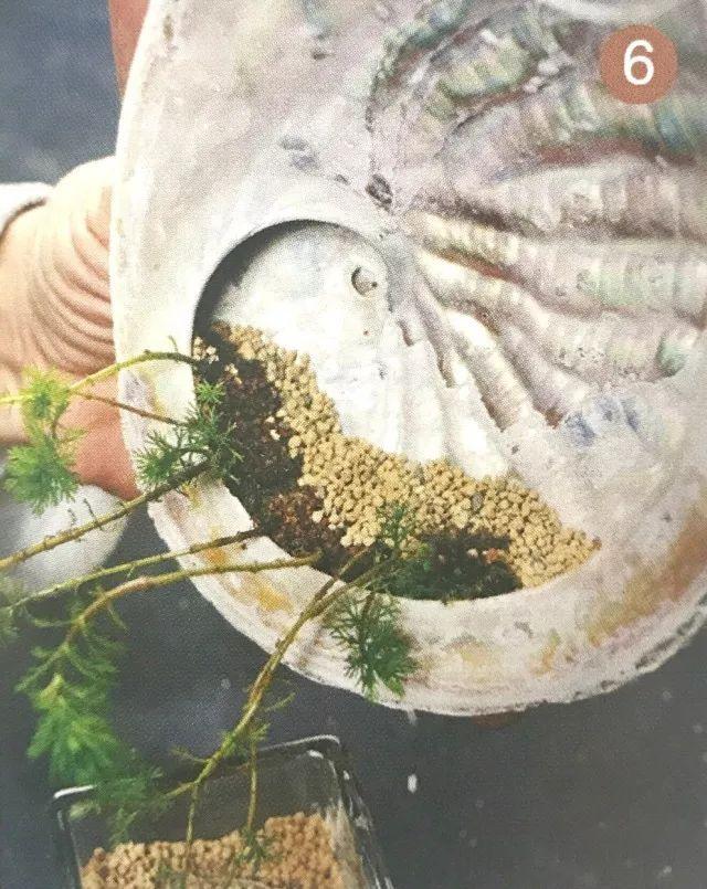 你见过贝壳精灵吗（好看的彩色贝壳精灵介绍）