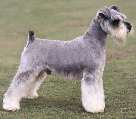 宠物犬排名及图片大全（宠物犬种类大全及名称）