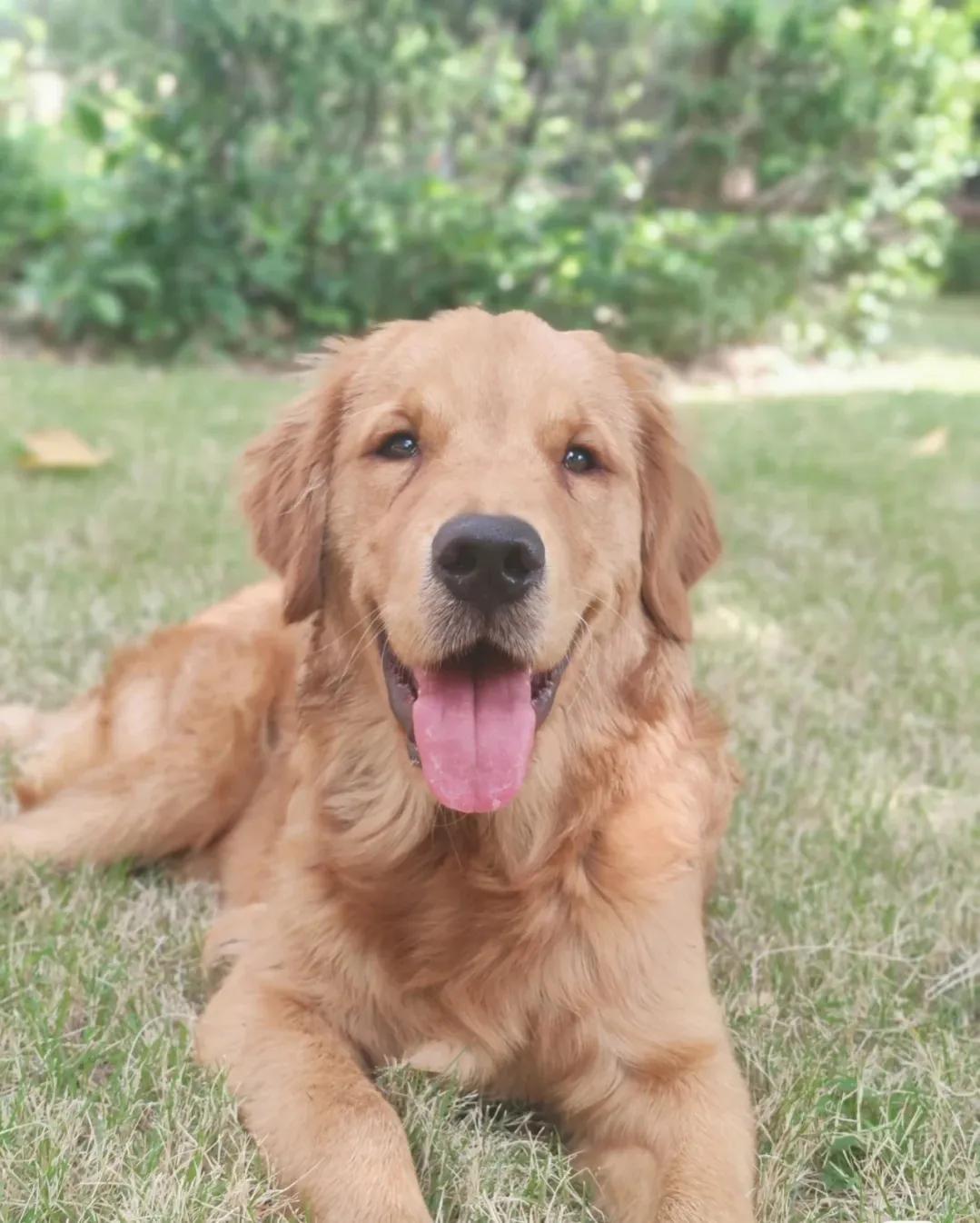 大型犬好养的品种推荐(分享新手好养的大型犬有哪些)