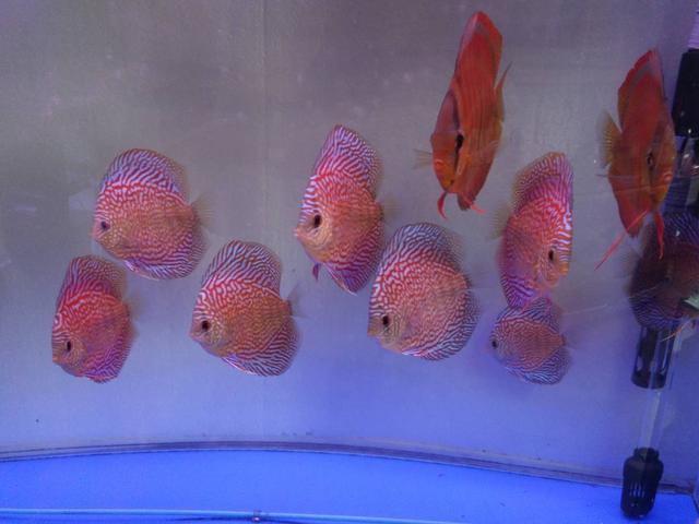 七彩神仙鱼好养吗（详解：七彩神仙鱼有效饲养方法）