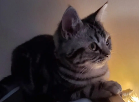 猫晚上会害怕吗