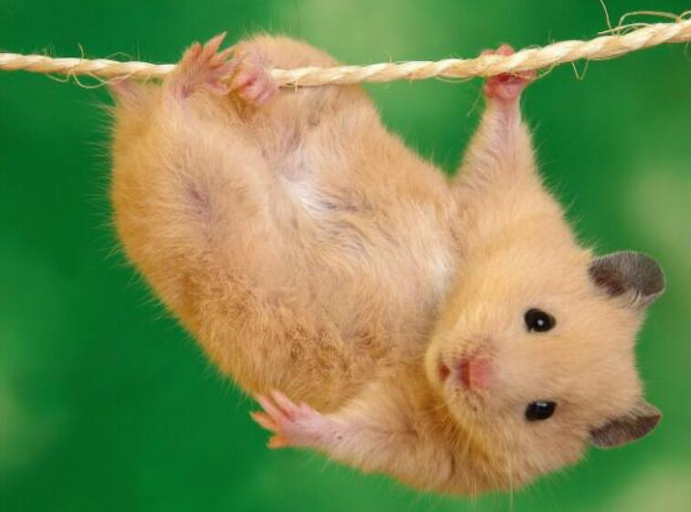 后悔养仓鼠该怎么妥善处理（后悔养仓鼠该怎么处理好）