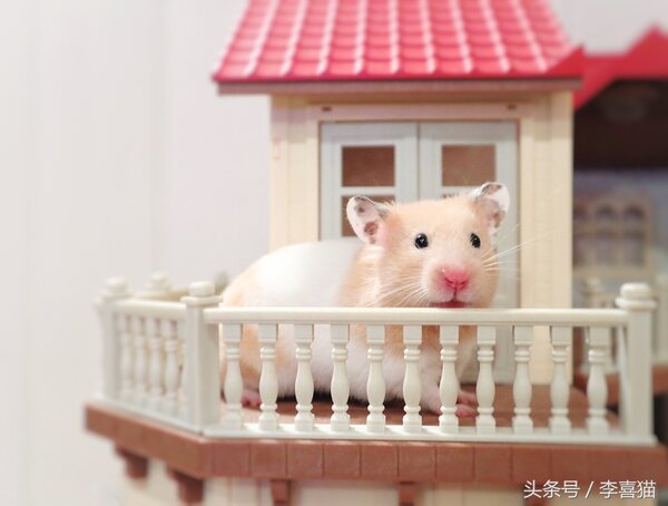 金丝熊怎么养才亲近主人（详解：新手如何获得金丝熊的信任）