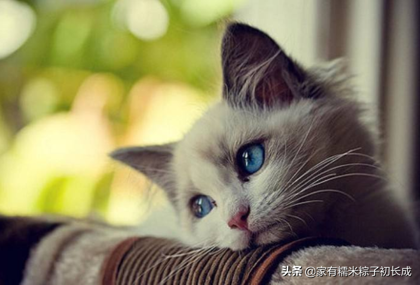 人类吃的维生素b族猫能吃吗(可以,大猫一次一粒)