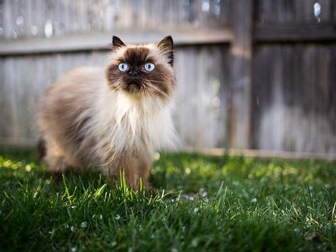 如何判断喜马拉雅猫生病了