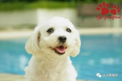 狗狗怀孕几个月生