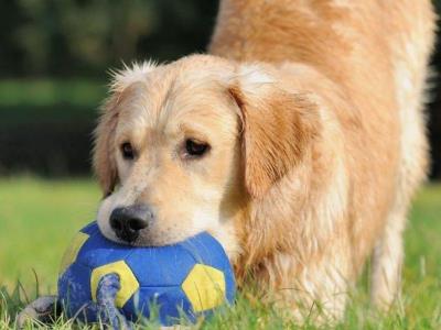 狗狗误食蟑螂药12个小时内有事吗