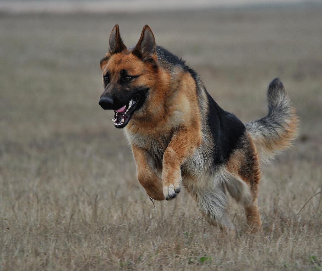 长须牧羊犬怎么养才好（分享长须牧羊犬饲养步骤）