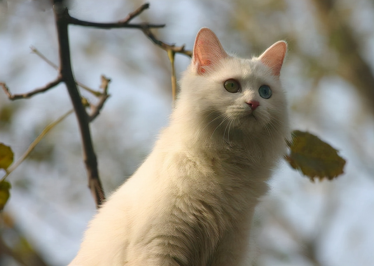 布偶猫与什么猫杂交来的(附:最早的布偶猫繁育品种)