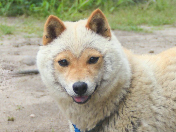 柴犬到换毛期，一时分不清楚它是羊或是小狐狸，我觉得更好像小猴子吧！