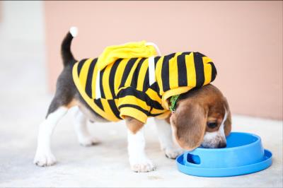 主人一定要注意：狗狗死后的七天要注意什么