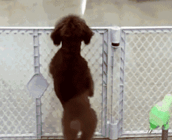 泰迪为什么老是做流氓动作(附:泰迪喜欢“骑跨行为”的原因)