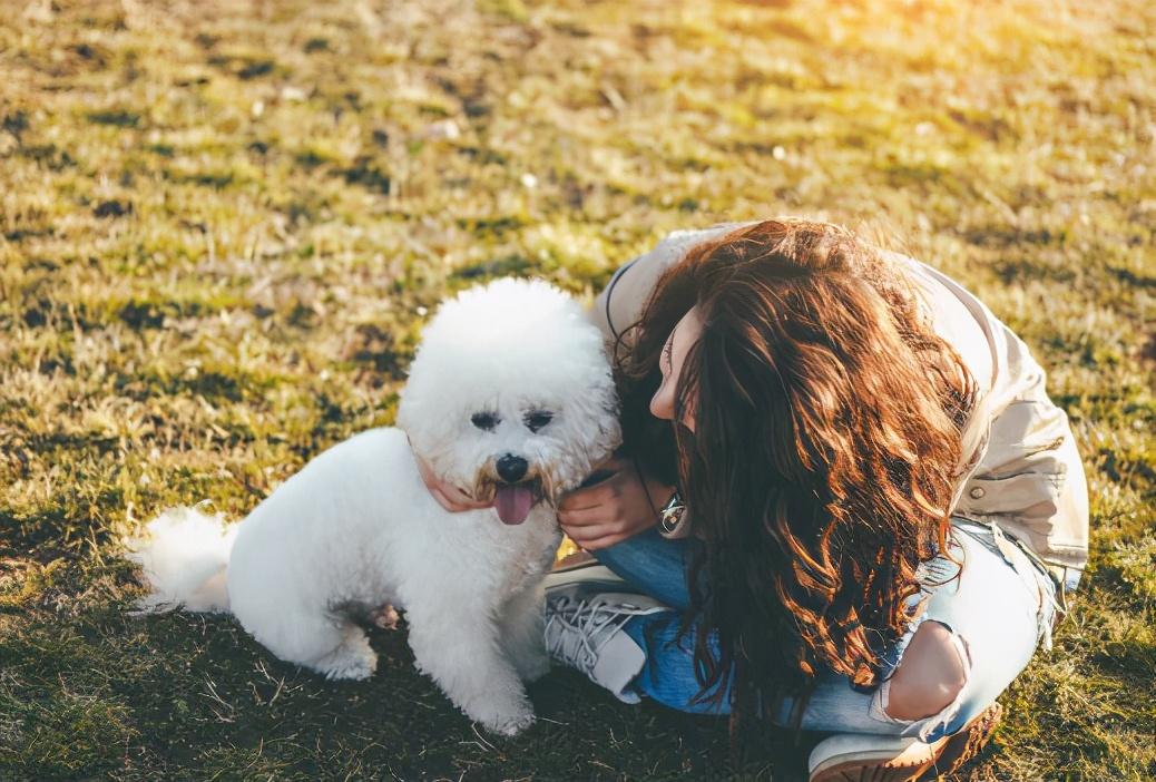 怎么训练比熊犬才听话